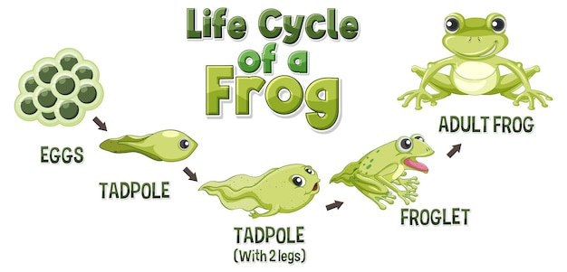 Diagrama del ciclo de vida de la rana