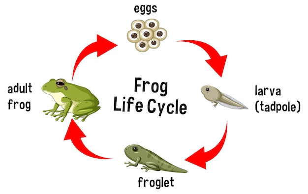 Diagrama del ciclo de vida de la rana
