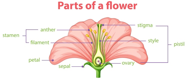 Vector gratuito diagrama de diferentes partes de la flor.