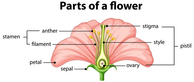 Diagrama de diferentes partes de la flor.