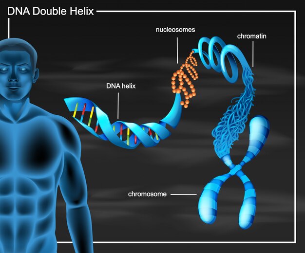 Diagrama de doble hélice de ADN