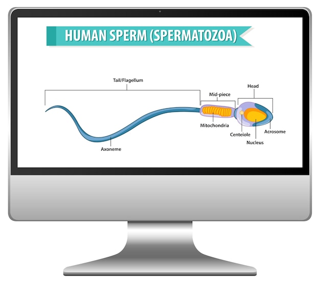 Diagrama de esperma humano en la pantalla de la computadora