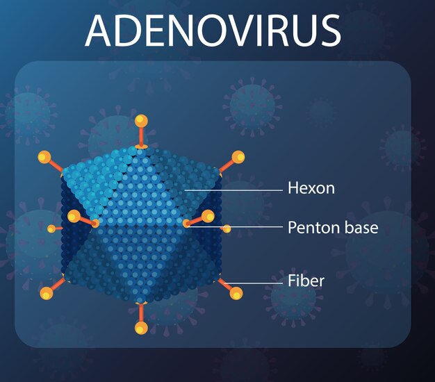 Diagrama de estructura de adenovirus en el fondo del icono de virus