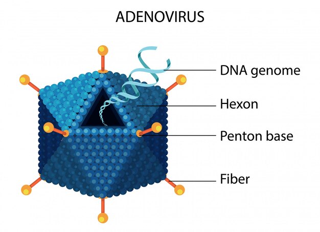 Diagrama de estructura de adenovirus