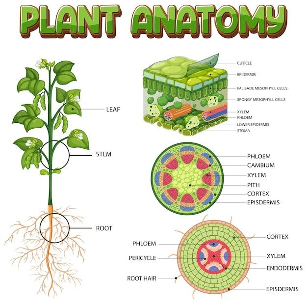 Diagrama de la estructura interna de la planta