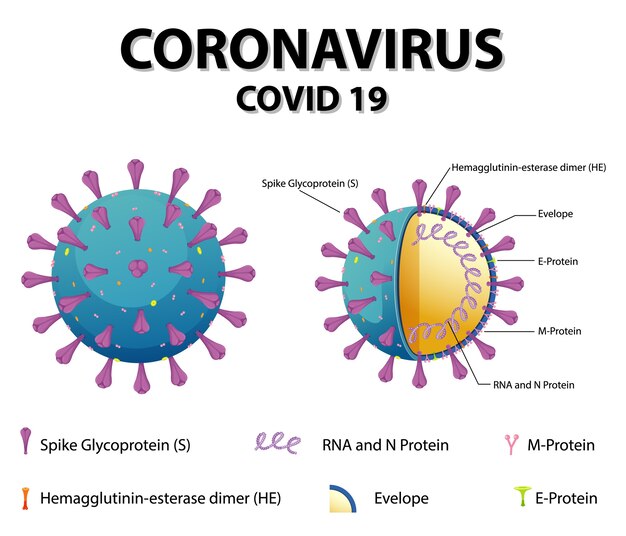 Diagrama de la estructura de las partículas del virus Corona