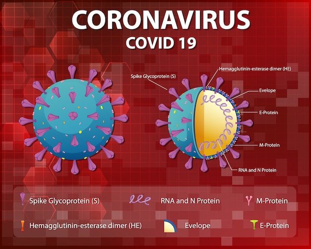 Diagrama de la estructura de las partículas del virus corona