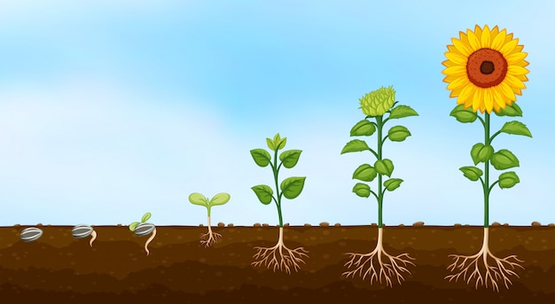 Diagrama de las etapas de crecimiento de las plantas.