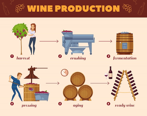 Vector gratuito diagrama de flujo de dibujos animados de proceso de producción de vino