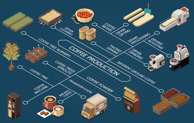 Diagrama de flujo de la industria de producción de café que representa el procesamiento de granos de vivero de árboles de café granos de limpieza tostado transporte preparado y café molido ilustración vectorial isométrica