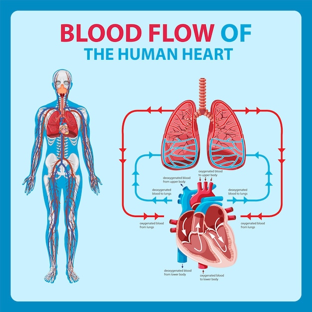 Vector gratuito diagrama del flujo de sangre en el corazón humano