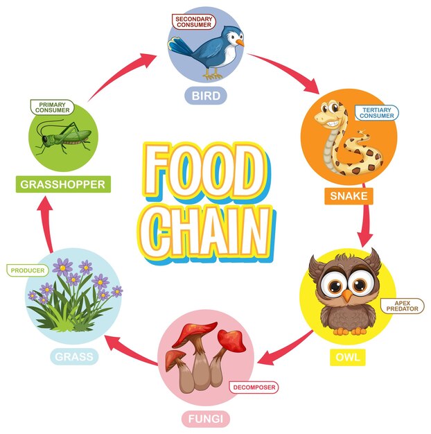 Diagrama ilustrado de la cadena alimentaria