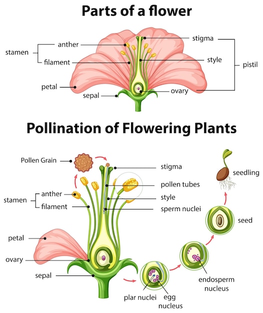 Diagrama de polinización de plantas con flores.