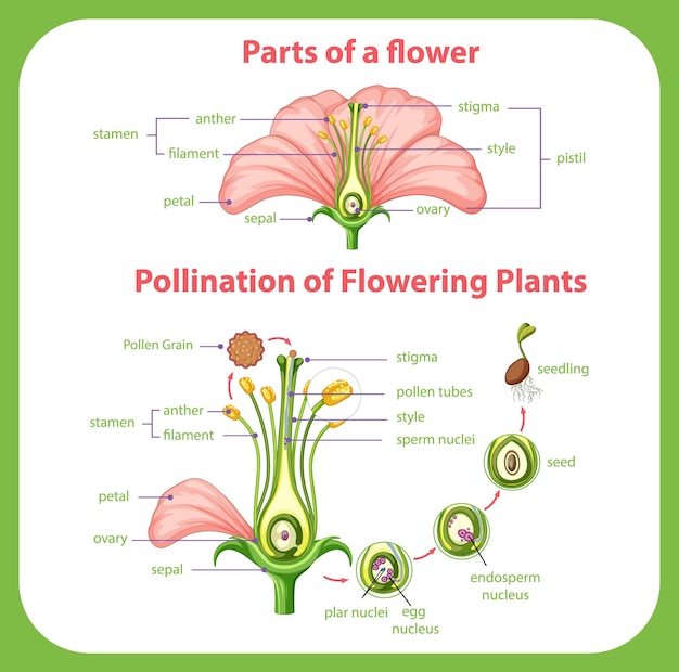Diagrama de polinización de plantas con flores.