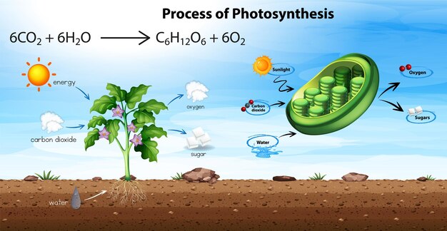 Diagrama del proceso de fotosíntesis.
