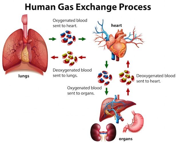 Vector gratuito diagrama de proceso de intercambio de gas humano