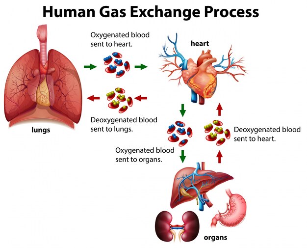 Diagrama de proceso de intercambio de gas humano