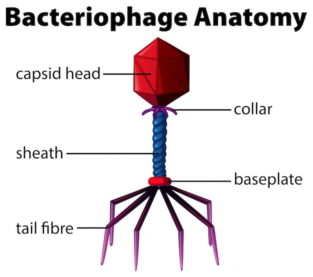 Diagrama que muestra la anatomía del bacteriófago
