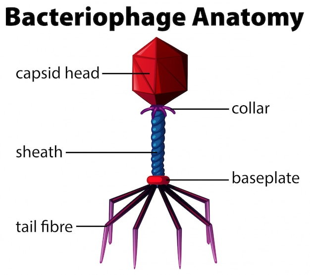 Vector gratuito diagrama que muestra la anatomía del bacteriófago