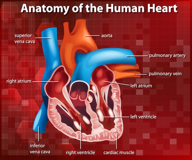 Diagrama que muestra la anatomía del corazón humano