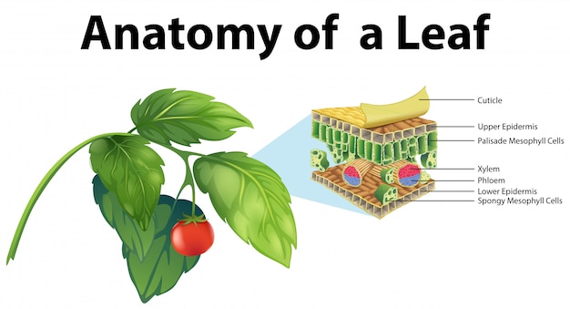 Diagrama que muestra la anatomía de una hoja.