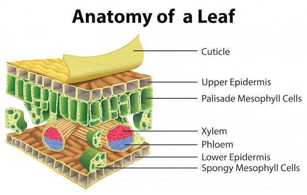 Diagrama que muestra la anatomía de una hoja.
