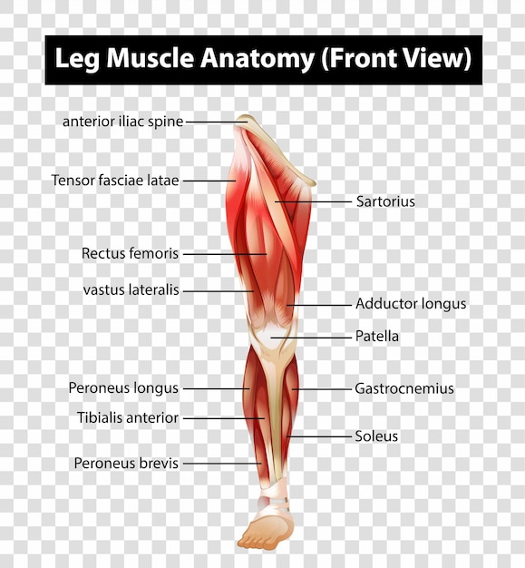 Vector gratuito diagrama que muestra la anatomía del músculo de la pierna en transparente