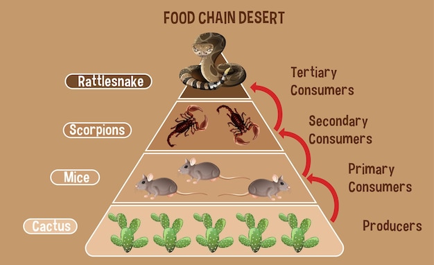 Diagrama que muestra la cadena alimentaria del desierto para la educación
