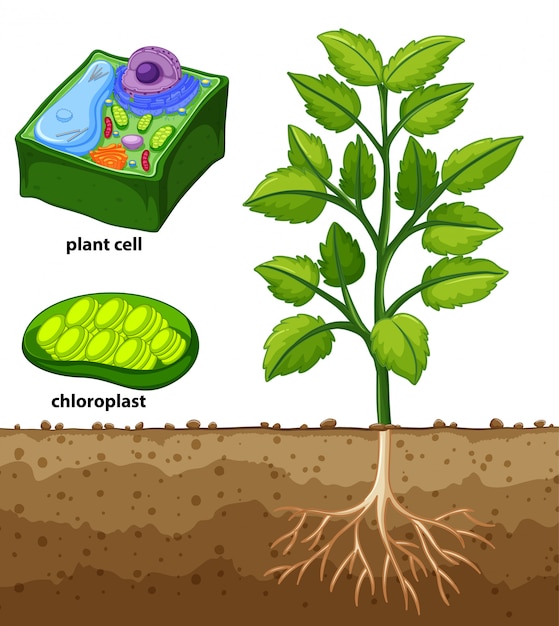 Diagrama que muestra la célula vegetal y el árbol en el suelo