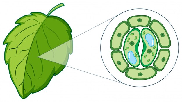 Diagrama que muestra la célula vegetal de la hoja