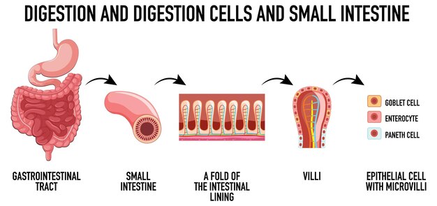 Diagrama que muestra las células de digestión