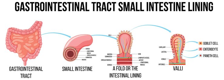 Vector gratuito diagrama que muestra células normales y cancerosas en humanos