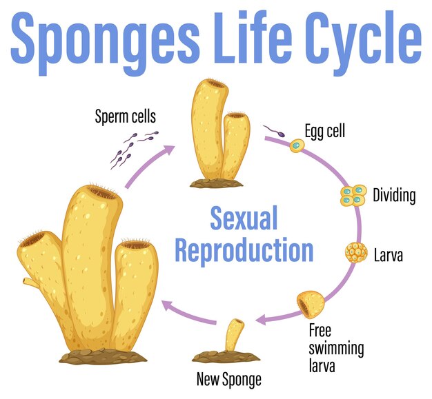 Diagrama que muestra el ciclo de vida de las esponjas