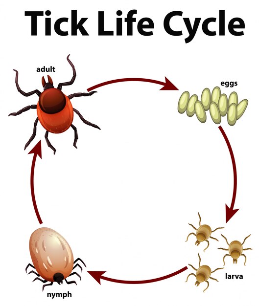 Diagrama que muestra el ciclo de vida de la garrapata