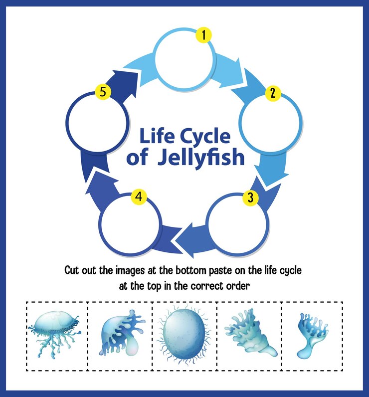Vector gratuito diagrama que muestra el ciclo de vida de las medusas
