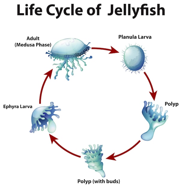 Vector gratuito diagrama que muestra el ciclo de vida de las medusas.