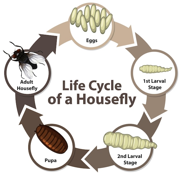 Vector gratuito diagrama que muestra el ciclo de vida de la mosca doméstica