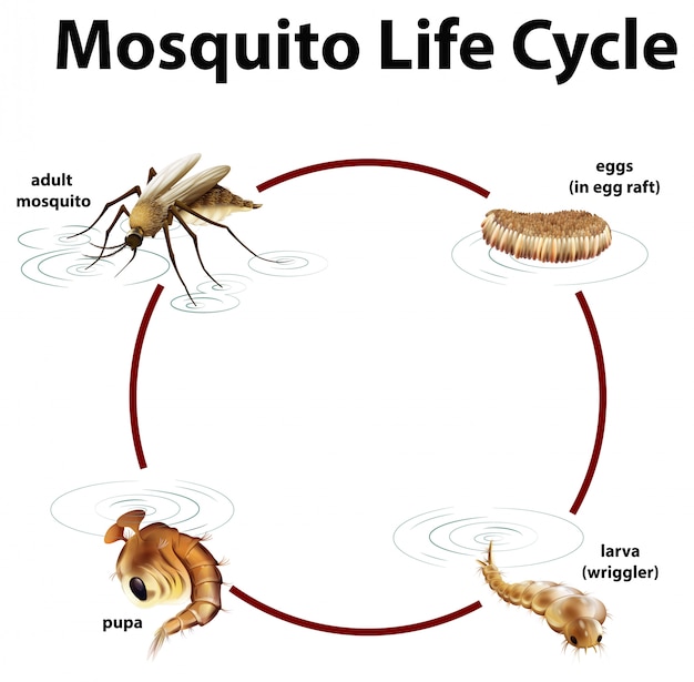 Vector gratuito diagrama que muestra el ciclo de vida del mosquito