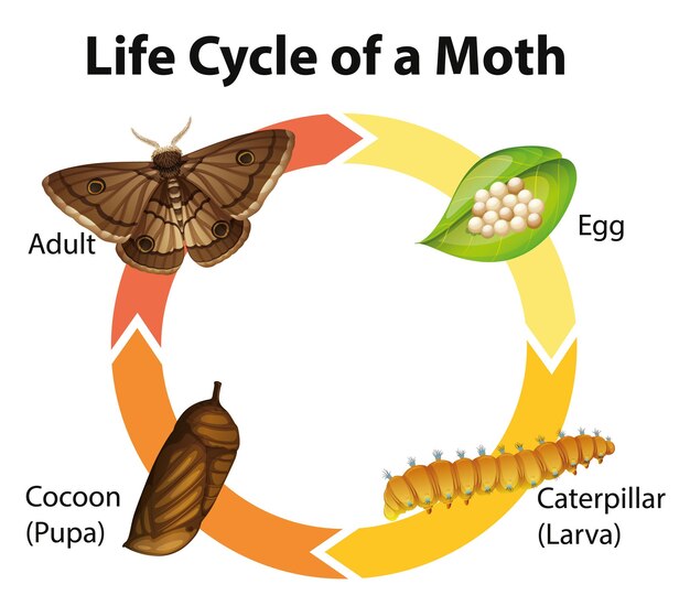 Diagrama que muestra el ciclo de vida de la polilla.