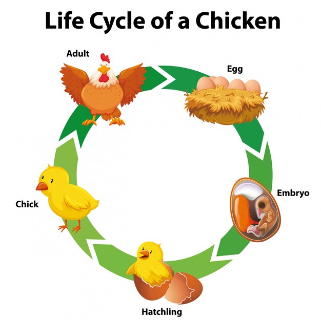 Diagrama que muestra el ciclo de vida del pollo