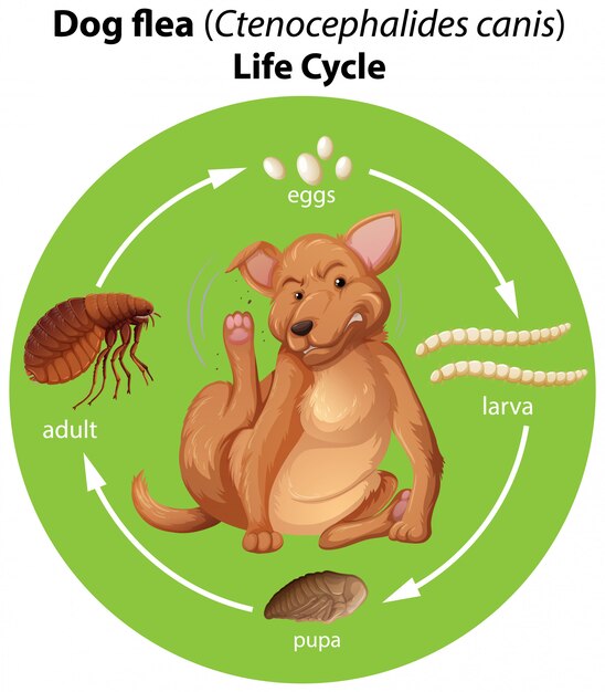 Diagrama que muestra el ciclo de vida de la pulga del perro