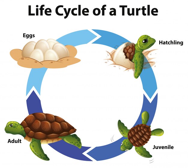 Diagrama que muestra el ciclo de vida de las tortugas marinas