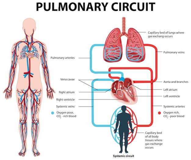 Diagrama que muestra el circuito pulmonar en humanos