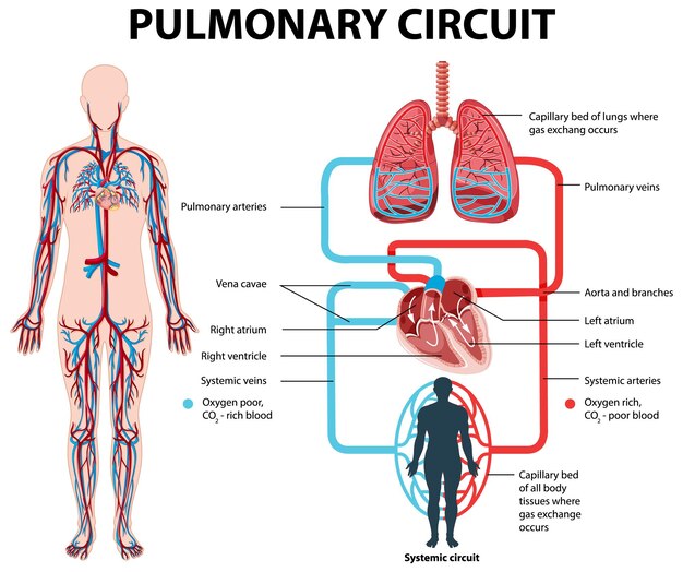 Diagrama que muestra el circuito pulmonar en humanos