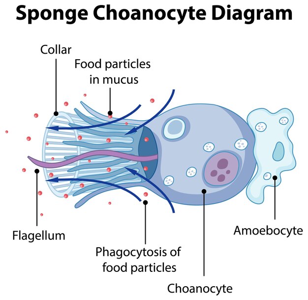Diagrama que muestra un coanocito de esponja