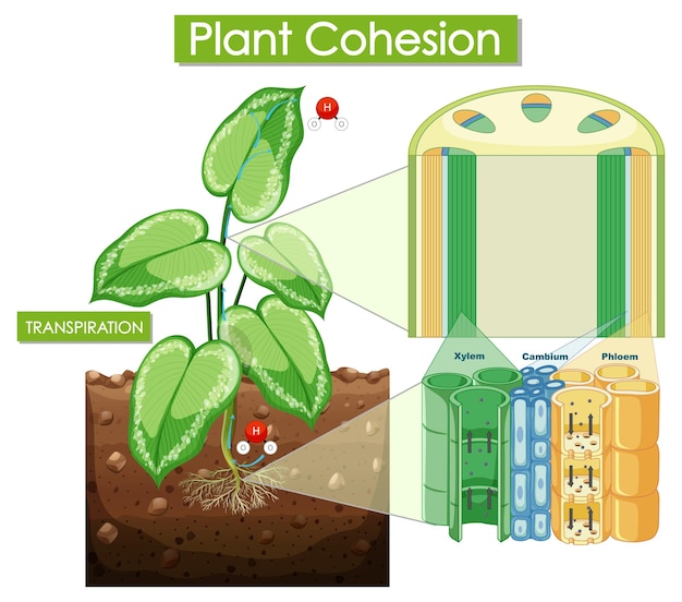 Diagrama que muestra la cohesión de la planta
