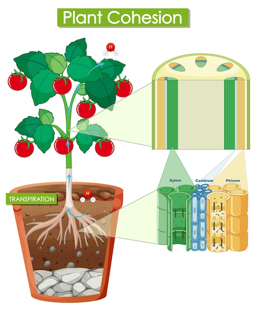 Diagrama que muestra la cohesión de la planta