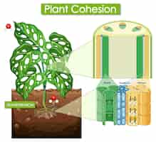 Vector gratuito diagrama que muestra la cohesión de la planta