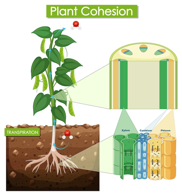 Vector gratuito diagrama que muestra la cohesión vegetal