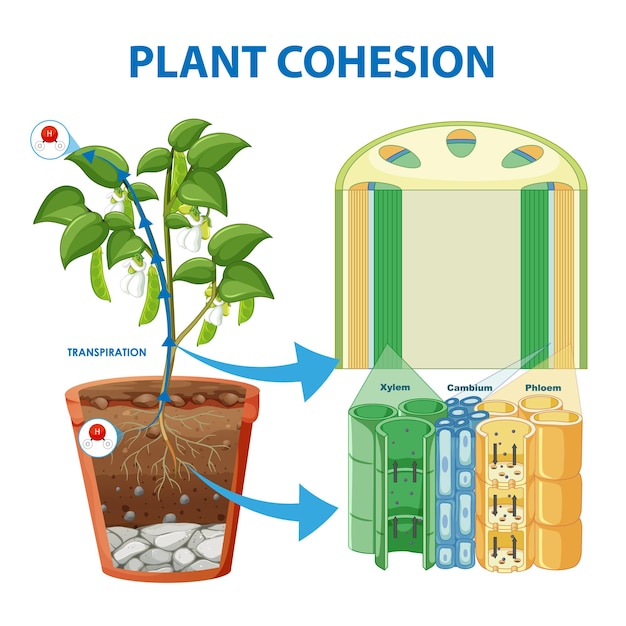 Diagrama que muestra la cohesión vegetal